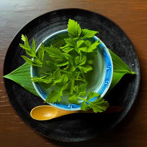 제철 산채를 정갈하게 담아낸 한 접시 — 사계의 식재료를 담는 가이세키.